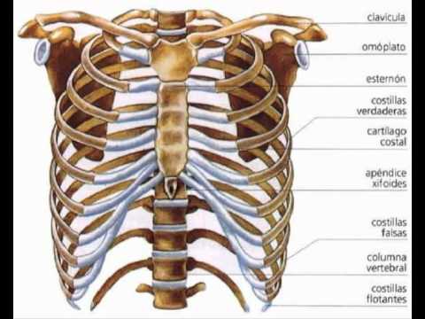 Sistema óseo, características generales - YouTube