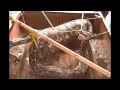 Thumbnail 1 for En Büyük Hayvanlar The Worlds Biggest Snake Ever Found Thumbnail 1 for En Büyük Hayvanlar The Worlds Biggest Snake Ever Found