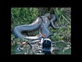 Thumbnail 2 for En Büyük Hayvanlar The Worlds Biggest Snake Ever Found Thumbnail 2 for En Büyük Hayvanlar The Worlds Biggest Snake Ever Found