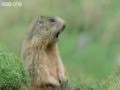 Funny animals video! (hilarious/ MUST WATCH!)