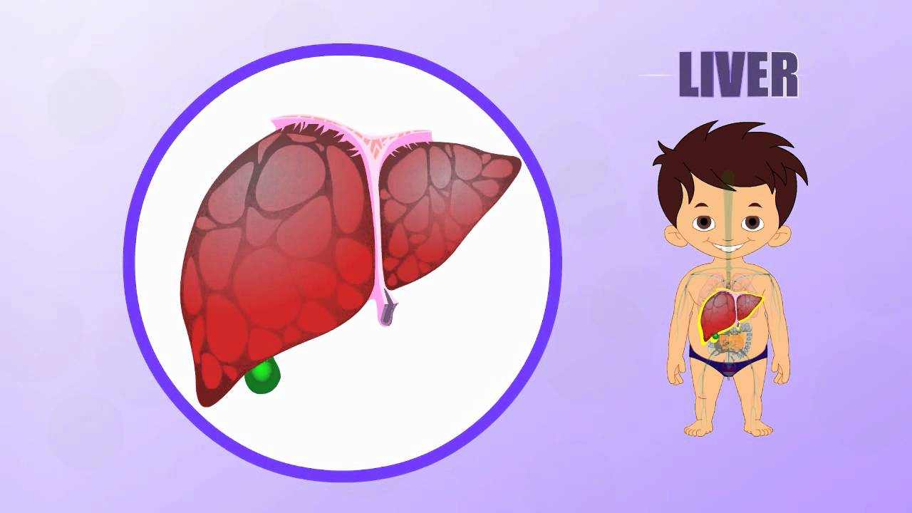 Liver - Human Body Parts - Pre School - Animated Videos For Kids - YouTube
