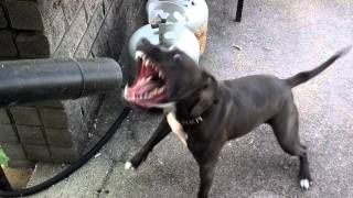 Dog vs. Blower - Original