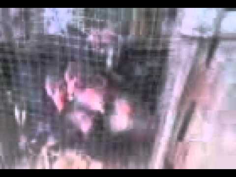 ayam kampus - YouTube