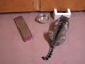 Fat Cat II