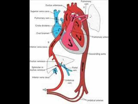 Fetal Circulation and Baby's First Breath - YouTube