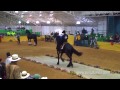 CRIADERO SANTA LUCIA Y GABRIEL ARRIAGA CABALLOS FRISONES