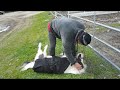 Einstein The Smallest Stallion Gets A Belly Rub