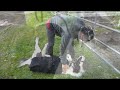 Einstein The Smallest Stallion Gets A Belly Rub