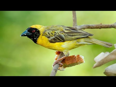 BIRDS EATING BANANA-WEAVER BIRD EATING BANANA-BAGLAFECHT WEAVER YELLOW BIRD-KENYA-AFRICAN BIRDS