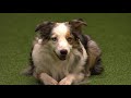 Agility - Championship - Round 1 - Crufts 2013