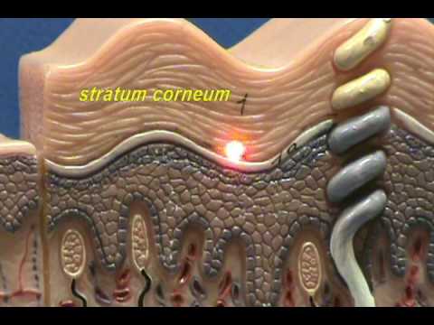 Composite Skin Model - Epidermis & Dermis - YouTube