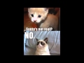GRUMPY CAT PART 2! Best Meme / Memes Cute Cats