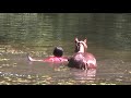 Mustang Rachel day 66 Swimming with friends