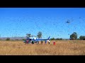 Locust crisis in Madagascar