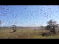 Locust crisis in Madagascar