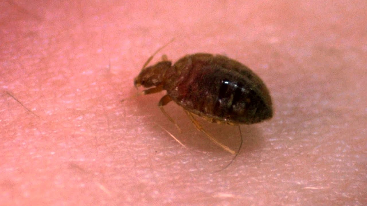 Displaying 19> Images For - Bed Bug Close Up...