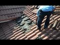 Bat Infestation Under Tile Roof- Roofing Miami, FL- Istueta Roofing