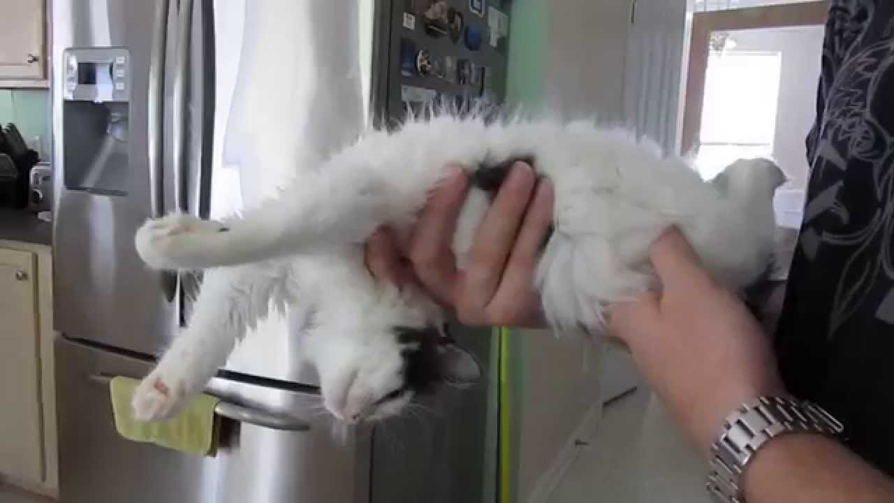 Why They're Called Ragdolls - YouTube
