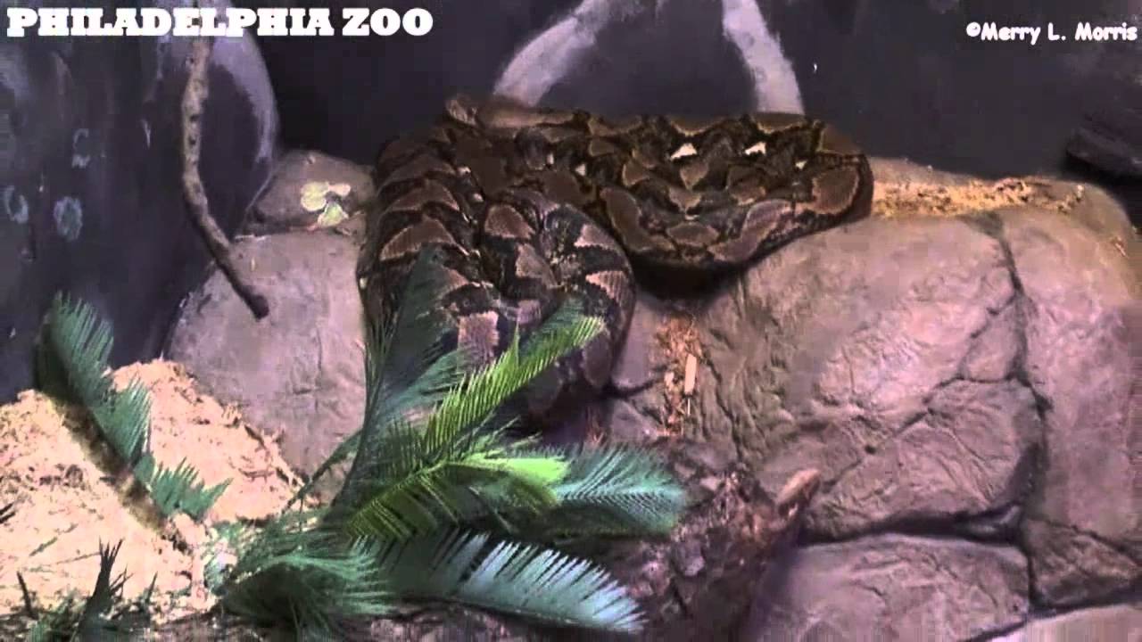 pet anaconda vs python
