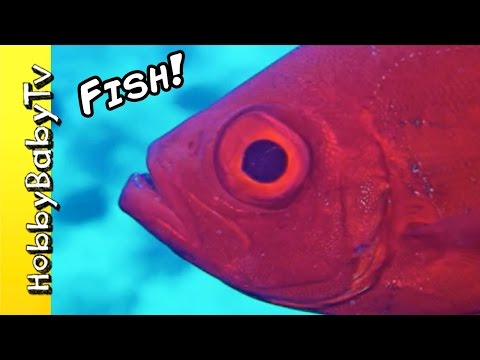 REAL SURPRISE FISH! Learn Colors with Fishy's Puzzle + Fun with HobbyKids of HobbyBabyTV