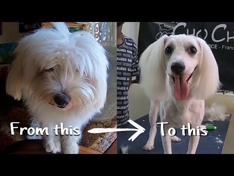 Grooming day for our dog Lucy (Lhasa Apso) at Cho Chweet, T.Nagar | Shockerkid
