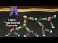 Insulin and the Regulation of Glucose in the Blood
