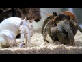 Okinawan hermit crabs IX - Round 1....FIGHT!! [HD]