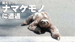 道路を横断するナマケモノ  