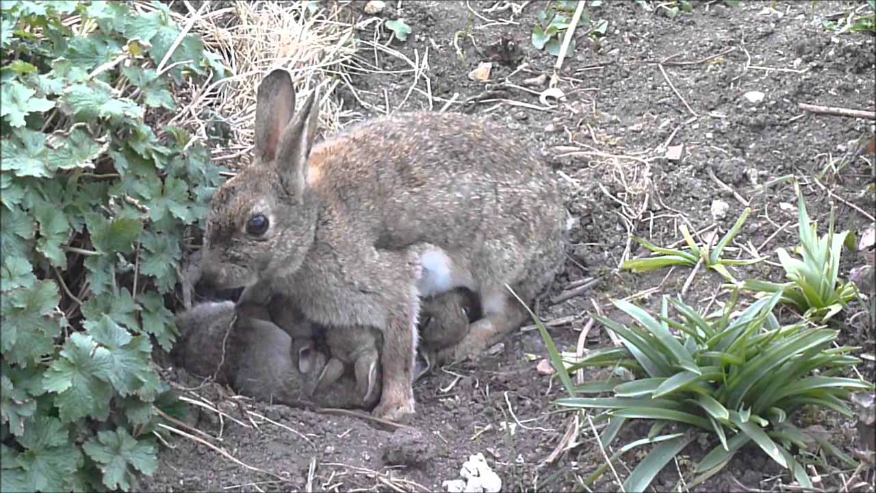 Wild baby rabbit feeding time YouTube