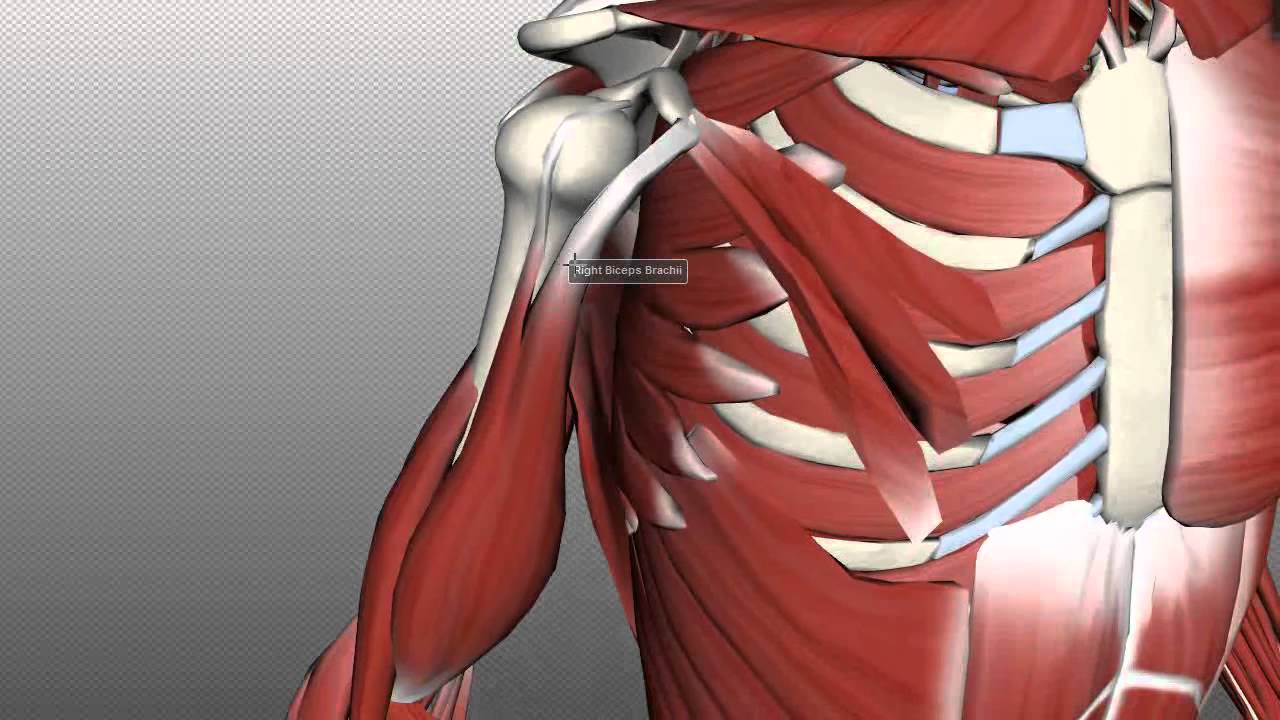 Muscles of the Upper Arm - Anatomy Tutorial - YouTube
