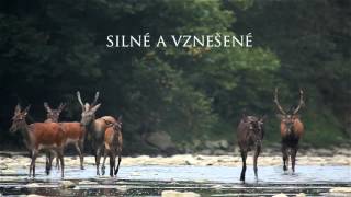 Hlavnú cenu Envirofilmu 2014 získal dokument Zobák a mozog