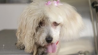 Homeless Dog Gets Makeover That Saves Her Life! - Maggie