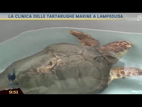 La clinica delle tartarughe marine a Lampedusa