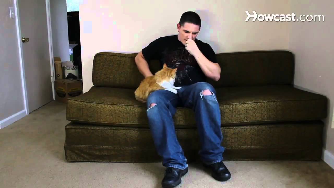how to your not to bite how to your cat not to bite how to your not to bite how to your cat not to bite