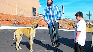 POGO STICK DOG WALKING!