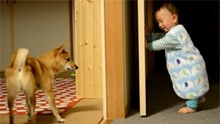 柴犬ゴン太とふみ君25 よく歩くようになったふみ君に戸惑うゴン兄ちゃん Shiba Inu & Baby