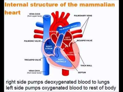 The Heart - A Level (AS) Biology Revision - YouTube