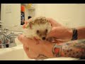 Hedgehog Bath Time