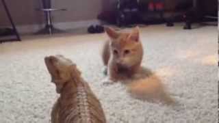 Kitten meets Bearded Dragon!!