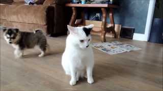 Storm & Shadow meet Finn, an extremely patient cat.