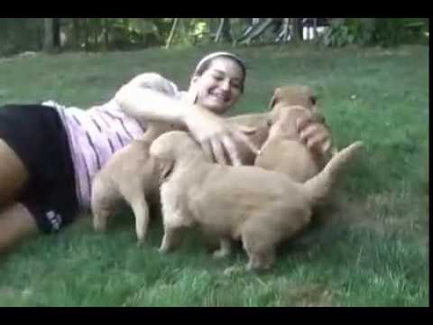 golden retriever puppy playing. Golden Retriever Puppies!