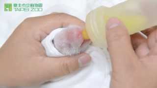 20130708大貓熊寶寶人工哺育 Nursing Baby Giant Panda