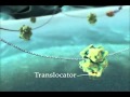 Imam Ali - The Inner Life of Cell - [Animation]