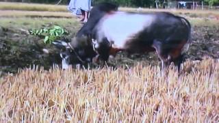 Bangladesh Bull Fight