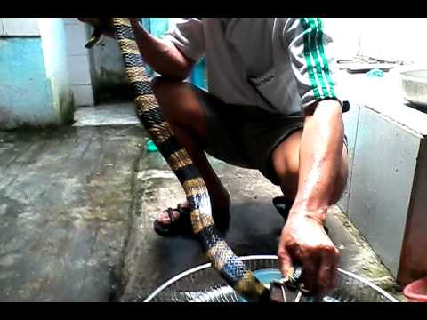 Ran+Ho+May Lam Thit Ran Ho May - xẻ thịt rắn hổ mang chúa 20kg ở châu