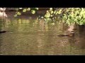 2013 - 3 Ragondins sur le Plan d'eau de Betton