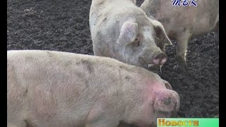 Зимовье свиней. Подопечных свиноводческого комплекса в Искитимском районе переводят в тёплые боксы