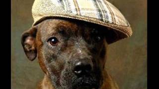 dogs in hats