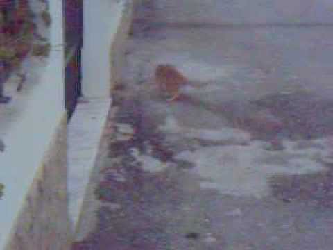 Gato Atrás de Rato Gato Atrás de Rato