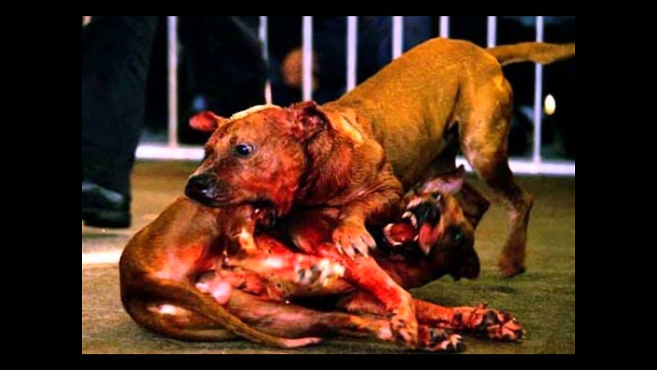 american staff (trafique et combat)STOP AUX MASSACRE - YouTube american staff (trafique et combat)STOP AUX MASSACRE - YouTube